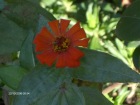 flor2 0000000274.jpg
